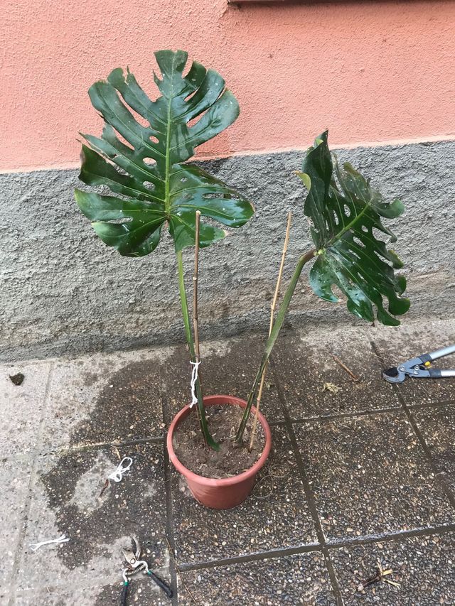 Vendo Costillas de Adan o Monstera Deliciosa