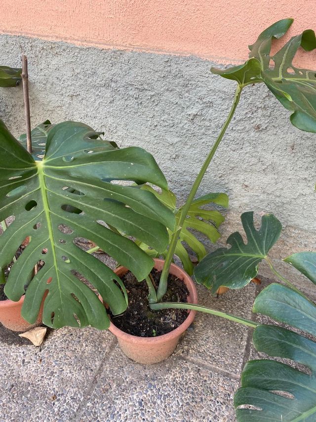 Vendo Costillas de Adan o Monstera Deliciosa