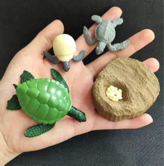 🍀 Figuras animales ciclo vida tortuga Montessori