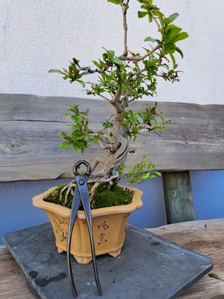 Bonsai granado raíces expuestas