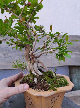 Bonsai granado raíces expuestas