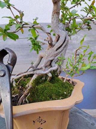 Bonsai granado raíces expuestas