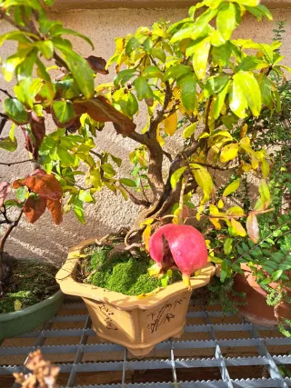 Bonsai granado raíces expuestas