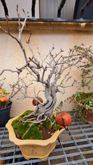 Bonsai granado raíces expuestas