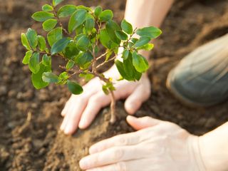 Jardinero particulares y empresas.