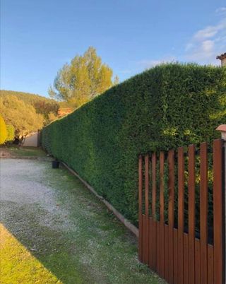 jardinero economíco 