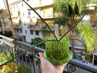 Set vaso da orchidee con sottovaso Orchitop small