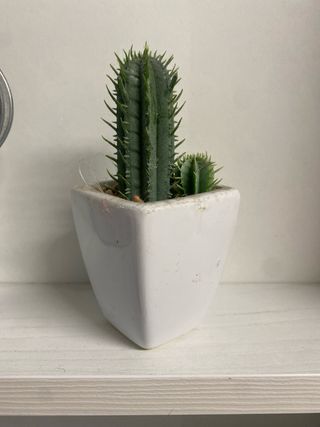 Lote de regadera decorativa y pequeño cactus