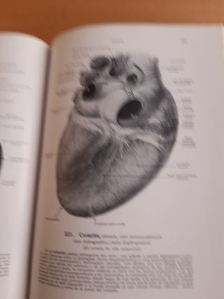 Atlas de Anatomía Humana 2