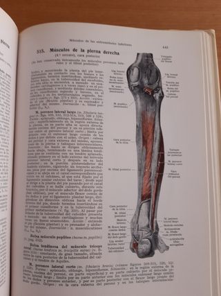 Atlas de Anatomía Humana 2