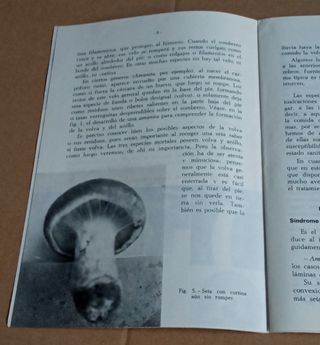 Hoja divulgadora de setas venenosas.