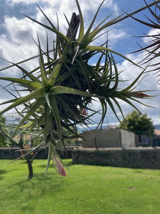 Tillandaia o clavel del aire