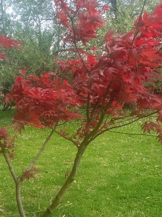 JARDINERO CON EXPERIENCIA BARAKALDO