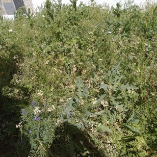 jardinería desbroce parcelas y malas hierbas