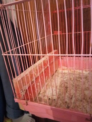 Lote de jaulas LEER DESCRIPCION