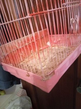 Lote de jaulas LEER DESCRIPCION