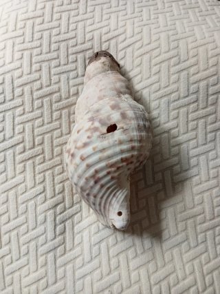 Conchas caracolas