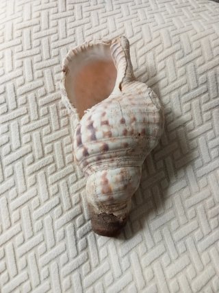 Conchas caracolas