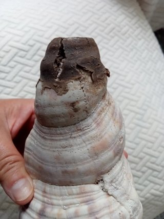 Conchas caracolas