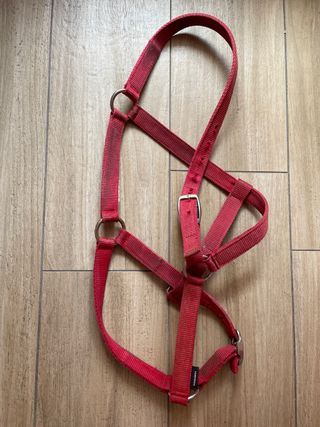 Capezza cavallo rossa