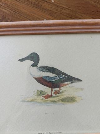 Tre quadretti con stampe