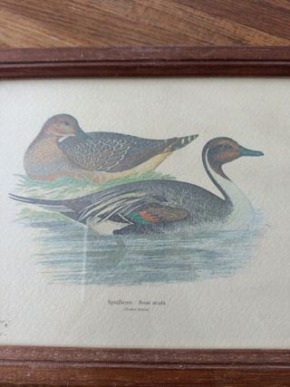 Tre quadretti con stampe