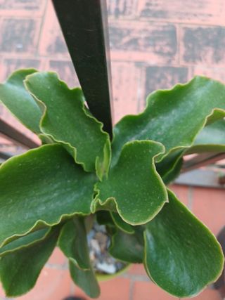 Planta Citronela Anti mosquitos