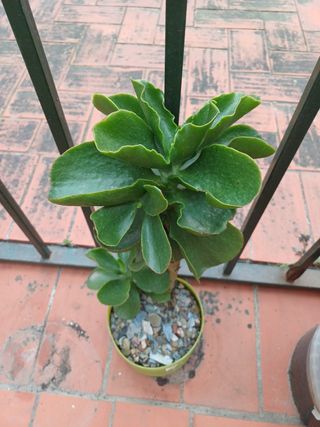 Planta Citronela Anti mosquitos