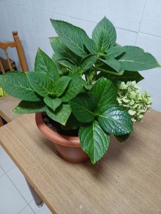 Planta Citronela Anti mosquitos