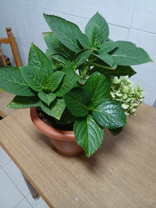 Planta Citronela Anti mosquitos