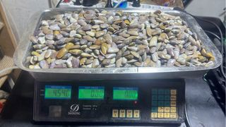 Rastrelli per telline. 