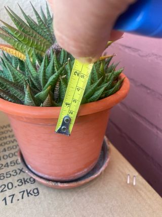 Planta haworthia limifoloia (hijos)