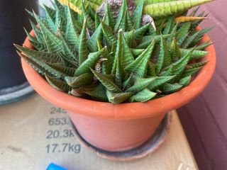 Planta haworthia limifoloia (hijos)