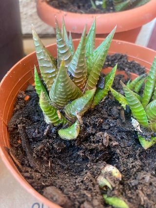 Planta haworthia limifoloia (hijos)