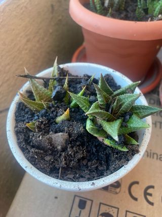 Planta haworthia limifoloia (hijos)