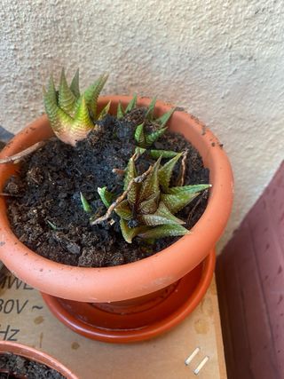 Planta haworthia limifoloia (hijos)