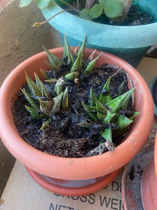 Planta haworthia limifoloia (hijos)