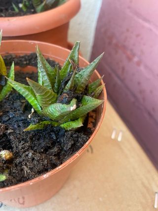 Planta haworthia limifoloia (hijos)