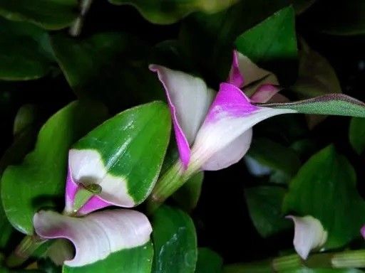 2 esquejes enraizados Tradescantia blushing bride