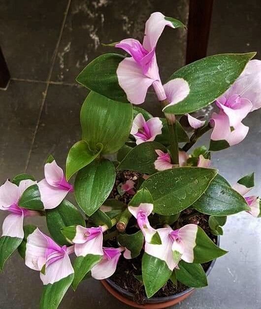 2 esquejes enraizados Tradescantia blushing bride