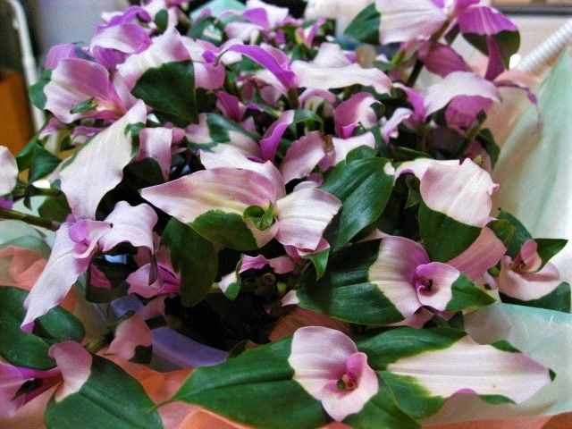 2 esquejes enraizados Tradescantia blushing bride