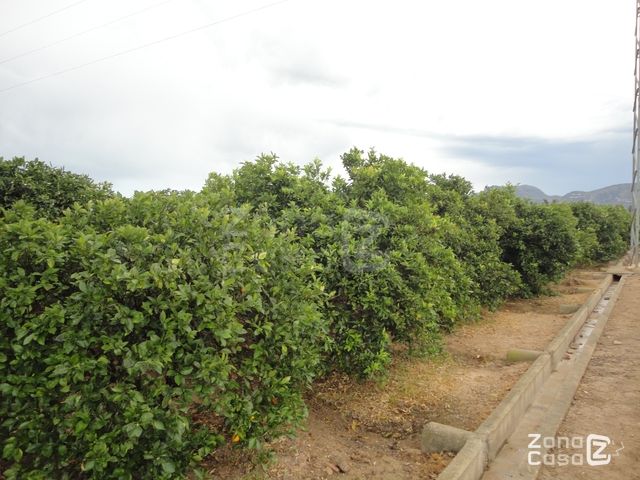 FINCA RUSTICA o CAMPO EN POLINYA DE XUQUER