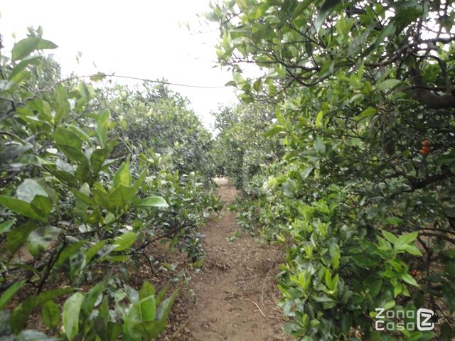 FINCA RUSTICA o CAMPO EN POLINYA DE XUQUER