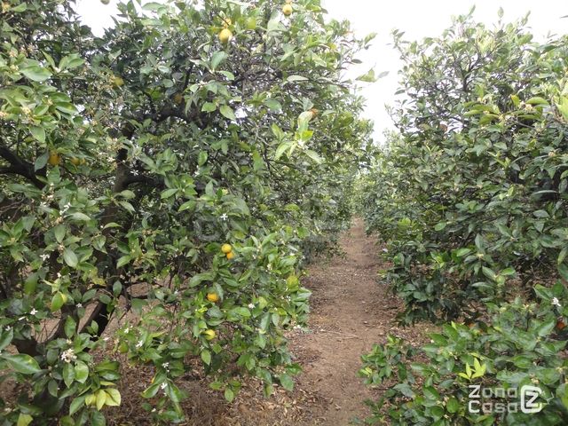 FINCA RUSTICA o CAMPO EN POLINYA DE XUQUER