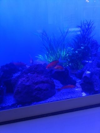 Acuario 260l + Aqua Control