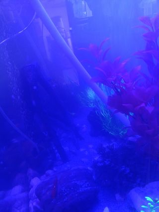 Acuario 260l + Aqua Control