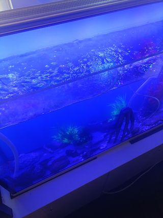 Acuario 260l + Aqua Control