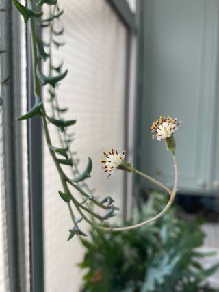 Esqueje plantas colgantes senecio delfín