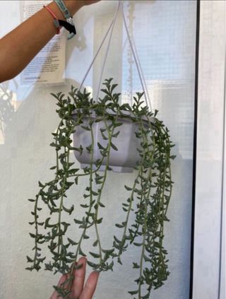 Esqueje plantas colgantes senecio delfín