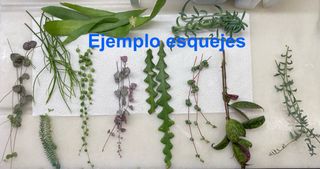 Esqueje plantas colgantes senecio delfín